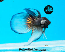 Load image into Gallery viewer, Yellow Copper Imbellis/Veiltail Hybrid Pair