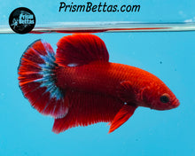 Load image into Gallery viewer, Hellboy Marble Halfmoon Plakat Male