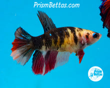 Load image into Gallery viewer, Yellow Koi Halfmoon Female