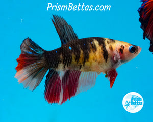Yellow Koi Halfmoon Female