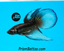 Load image into Gallery viewer, Yellow Copper Imbellis/Veiltail Hybrid Pair