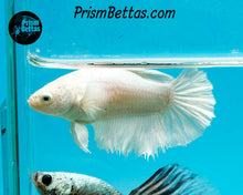 Load image into Gallery viewer, White Halfmoon Female