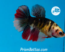 Load image into Gallery viewer, Yellow Koi Halfmoon Female