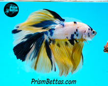 Load image into Gallery viewer, Marble Halfmoon Male