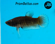 Load image into Gallery viewer, Yellow Copper Imbellis/Veiltail Hybrid Pair