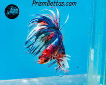 Load image into Gallery viewer, Rainbow Marble Crowntail Male