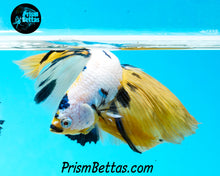 Load image into Gallery viewer, Marble Halfmoon Male