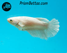Load image into Gallery viewer, White Halfmoon Female