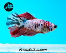 Load image into Gallery viewer, Marble Halfmoon Female