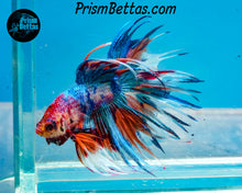 Load image into Gallery viewer, Rainbow Marble Crowntail Male