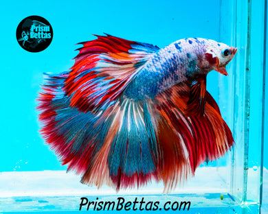 Rainbow Marble Halfmoon Male