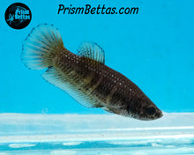 Load image into Gallery viewer, Yellow Copper Imbellis/Veiltail Hybrid Pair