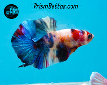 Load image into Gallery viewer, Candy Koi Halfmoon Plakat Male