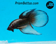 Load image into Gallery viewer, Yellow Copper Imbellis/Veiltail Hybrid Pair