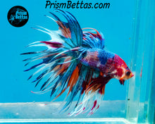 Load image into Gallery viewer, Rainbow Marble Crowntail Male
