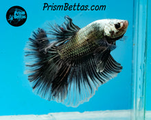 Load image into Gallery viewer, Copper Marble Halfmoon Male