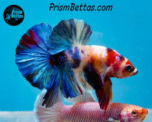 Load image into Gallery viewer, Candy Koi Halfmoon Plakat Male