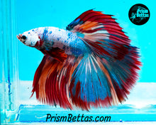 Load image into Gallery viewer, Rainbow Marble Halfmoon Male