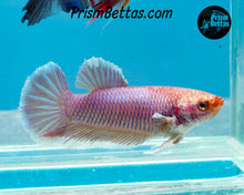 Load image into Gallery viewer, Purple Salamander Halfmoon Female