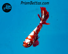 Load image into Gallery viewer, Red Galaxy Koi Halfmoon Plakat Male