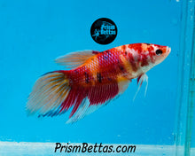 Load image into Gallery viewer, Candy Koi Veiltail Female