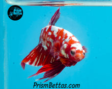 Load image into Gallery viewer, Red Galaxy Koi Halfmoon Plakat Male