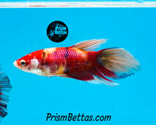 Load image into Gallery viewer, Candy Koi Veiltail Female