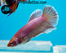 Load image into Gallery viewer, Purple Salamander Halfmoon Female