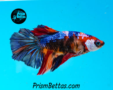 Rainbow Marble Halfmoon Female