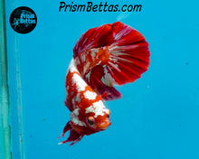 Load image into Gallery viewer, Red Galaxy Koi Halfmoon Plakat Male