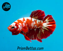 Load image into Gallery viewer, Red Galaxy Koi Halfmoon Plakat Male