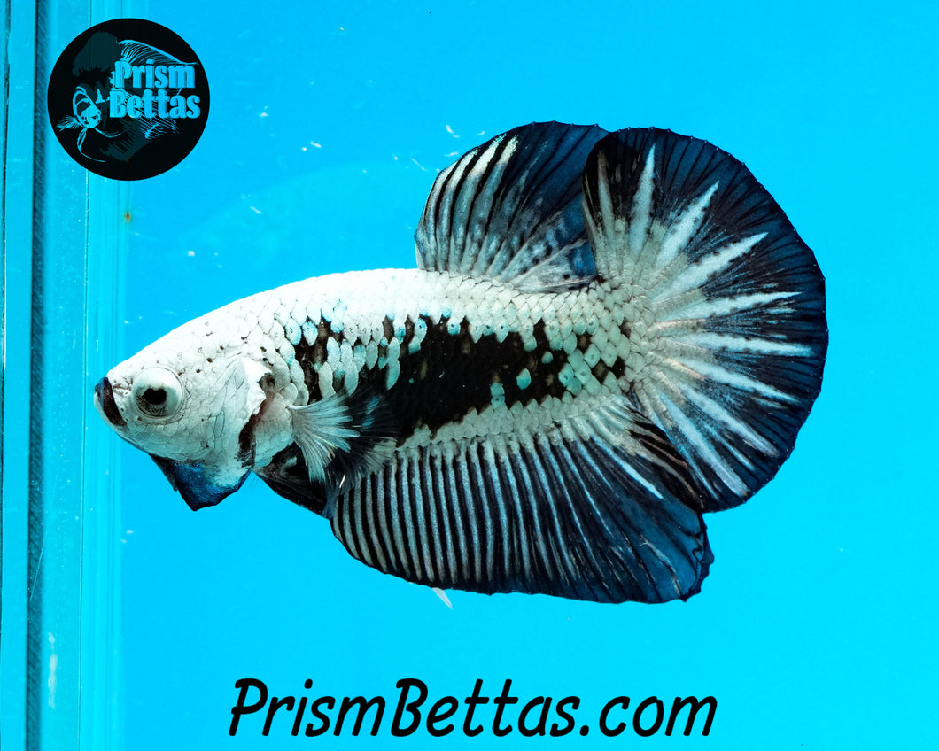 Black Samurai Halfmoon Plakat Male