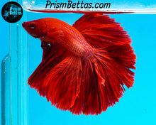 Load image into Gallery viewer, Red Halfmoon Male