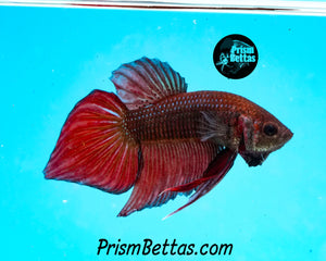 Red Splenden Wildtype Male