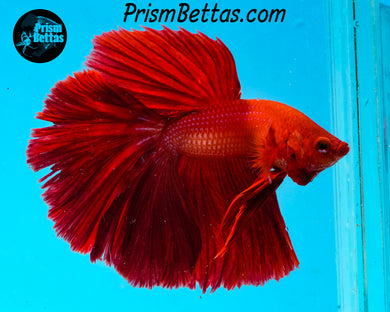 Red Halfmoon Male