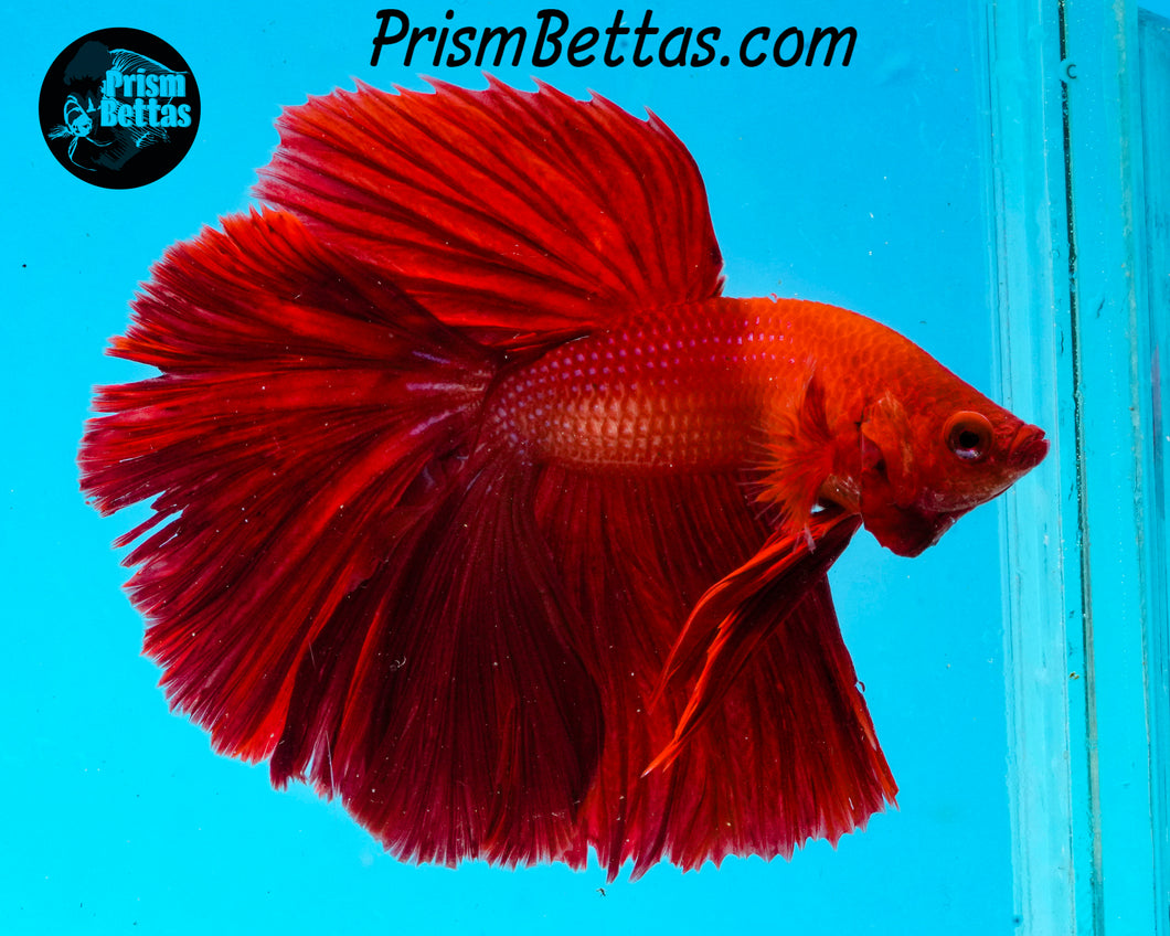 Red Halfmoon Male