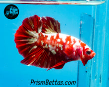 Load image into Gallery viewer, Red Galaxy Koi Halfmoon Plakat Male