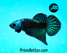 Load image into Gallery viewer, Turquoise Samurai Alien Male