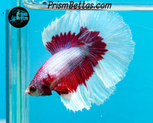 Load image into Gallery viewer, Salamander Butterfly Halfmoon Male