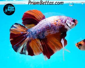 Rainbow Marble GIANT Halfmoon Plakat Male
