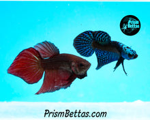 Load image into Gallery viewer, Red Splenden Wildtype Male