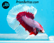 Load image into Gallery viewer, Salamander Butterfly Halfmoon Male