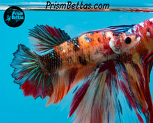 Load image into Gallery viewer, Candy Koi Halfmoon Female