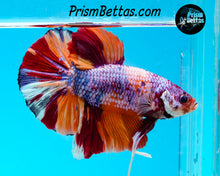 Load image into Gallery viewer, Rainbow Marble GIANT Halfmoon Plakat Male