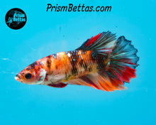 Load image into Gallery viewer, Candy Koi Halfmoon Female