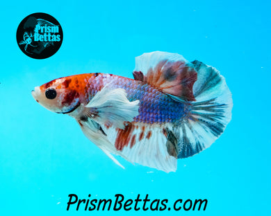 Marble Dumbo Halfmoon Plakat Male