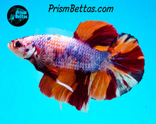 Load image into Gallery viewer, Rainbow Marble GIANT Halfmoon Plakat Male