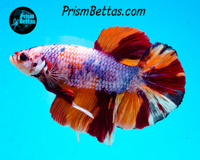 Rainbow Marble GIANT Halfmoon Plakat Male