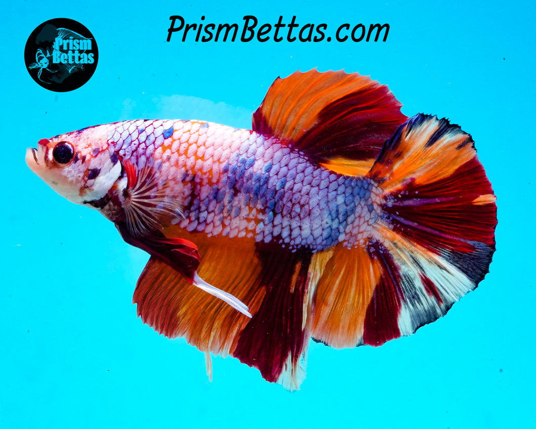 Rainbow Marble GIANT Halfmoon Plakat Male