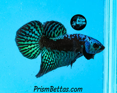 Turquoise Samurai Alien Male
